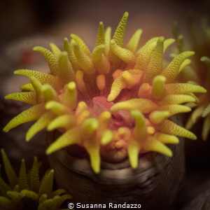 Balanophyllia sp_Orange cup coral . Close up taken in the... by Susanna Randazzo 